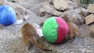Slender-Tailed Meerkats Play With Paper Mache