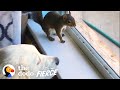 Baby Squirrel Grows Up In A Pack Of Dogs | The Dodo
