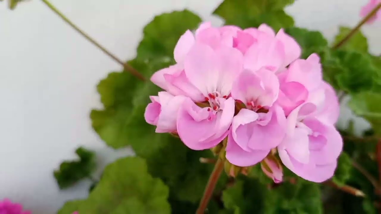 🌹 ÇİÇEKLERİMİ NASIL COŞTURA BİLİRİM 🌹 diyenlerden mısınız ❓