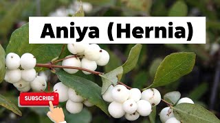 Eddagala eliwonya Aniya liirino 