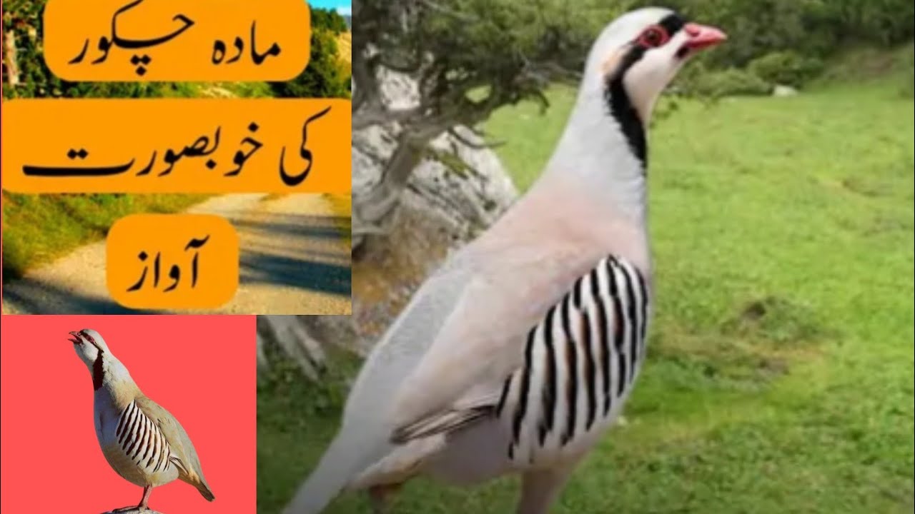 Female chakor ki awaz, Desi chakor voice,دیسی چکور کبک مادہ اواز ,dişi keklik sesi