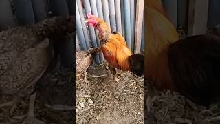 🔵 Reprodução de um galo índio combatente com 3 galinhas  #criaçãoarcadenoé