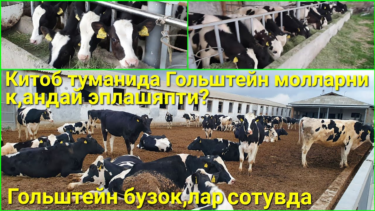 Китоб туманида Гольштейн молларни к,андай эплашяпти? Хамда Гольштейн бузок,лар сотувда.