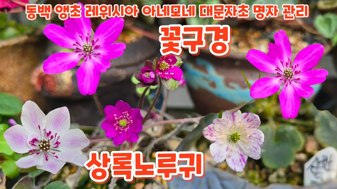 꽃구경 #동백 #앵초 #레위시아 #명자 #상록노루귀 #아네모네 #키우기