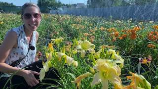 видео: Мировые шедевры селекции лилейников / Сад Ворошиловой картинка: Мировые шедевры селекции лилейников / Сад Ворошиловой