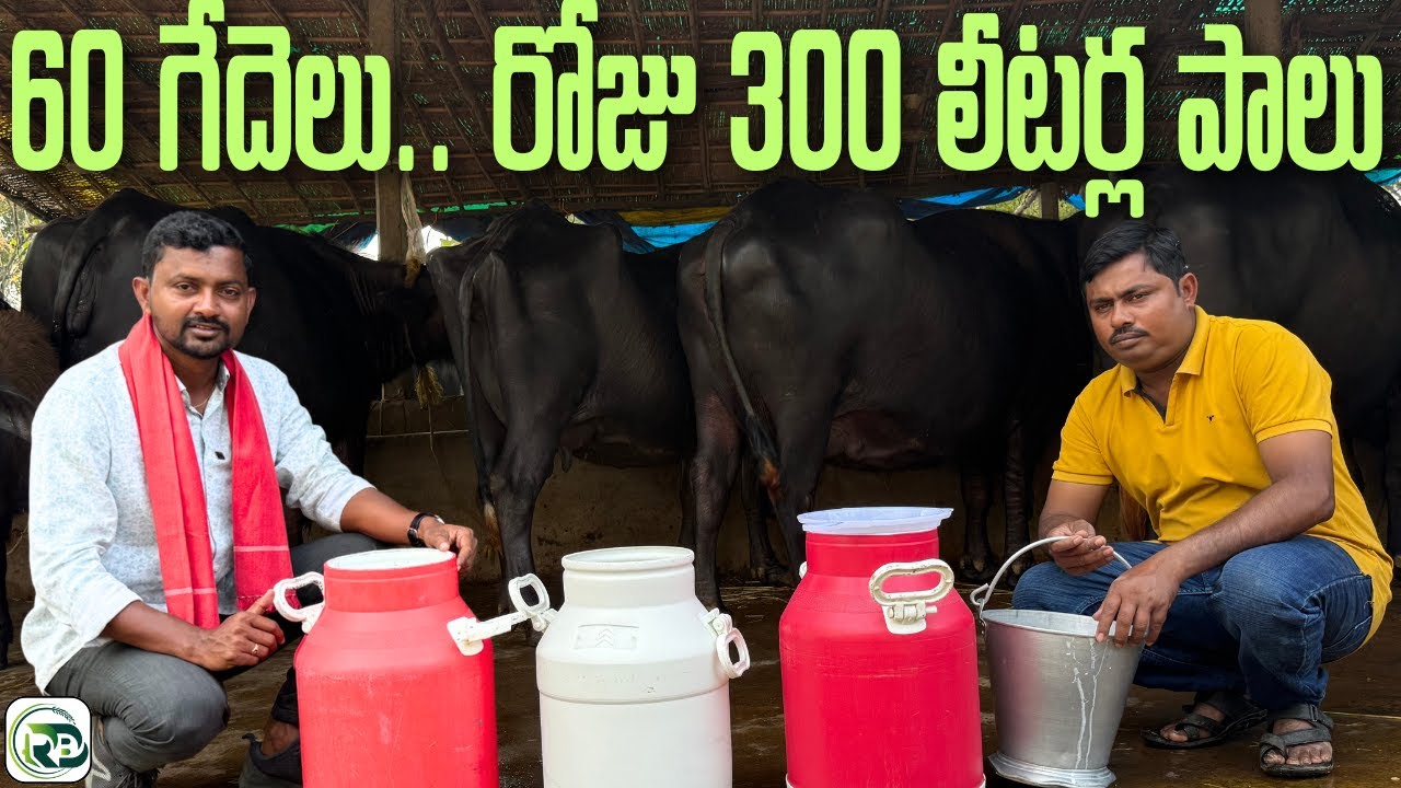 5 గేదెలతో మొదలై.. నేడు 60 గేదెల డెయిరీ | Dairy Farm