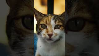 "Cinematic Cat Portraits: Macro Details" #shorts