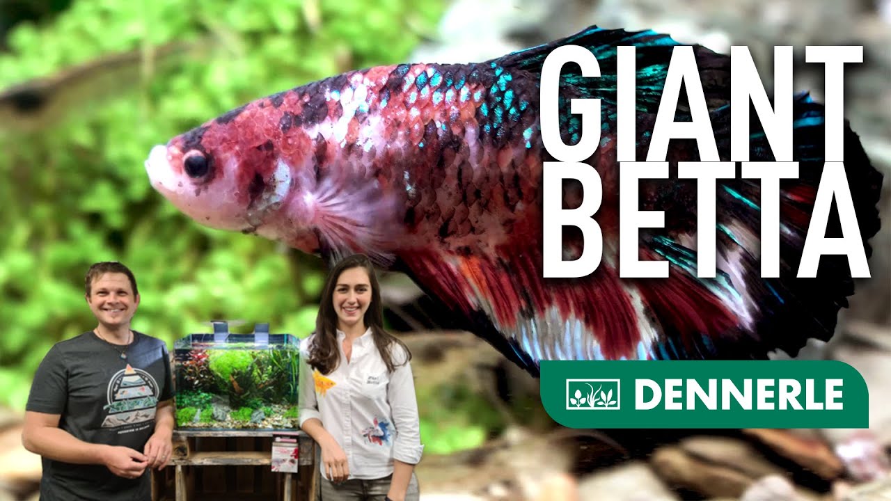 Der GIANT BETTA ist da! Sabrina Dichne von Züri Betta. Alles zum Thema Kampffisch!