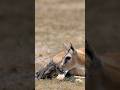 A newborn Thompson’s Gazelle takes its first steps. #wildlife #africa #safarimontage