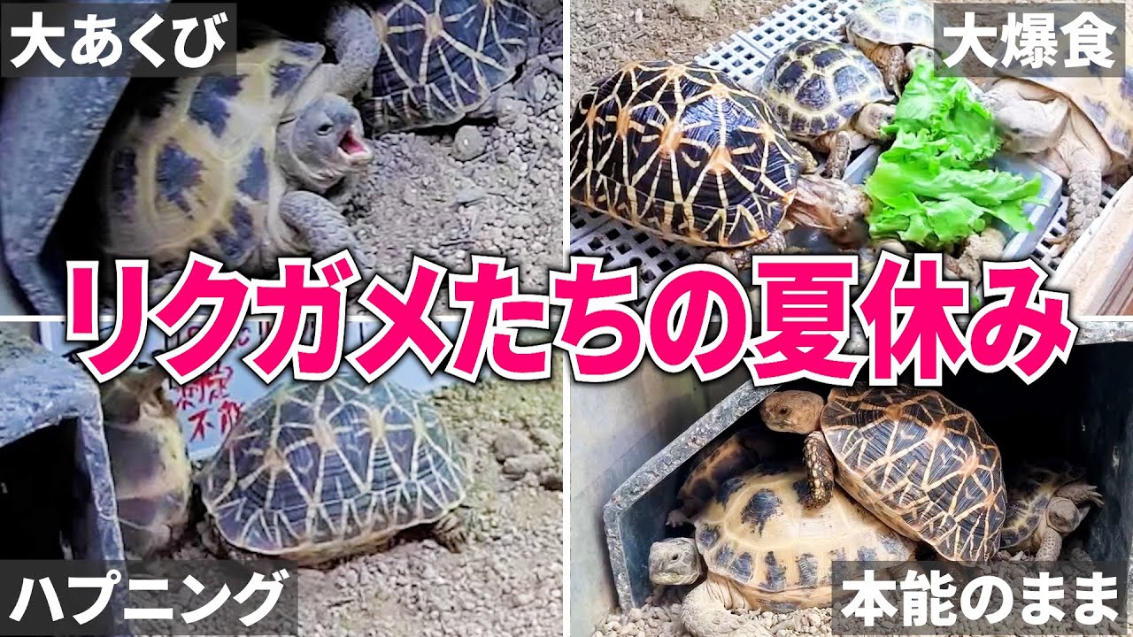 リクガメ多頭飼育者のとある１日