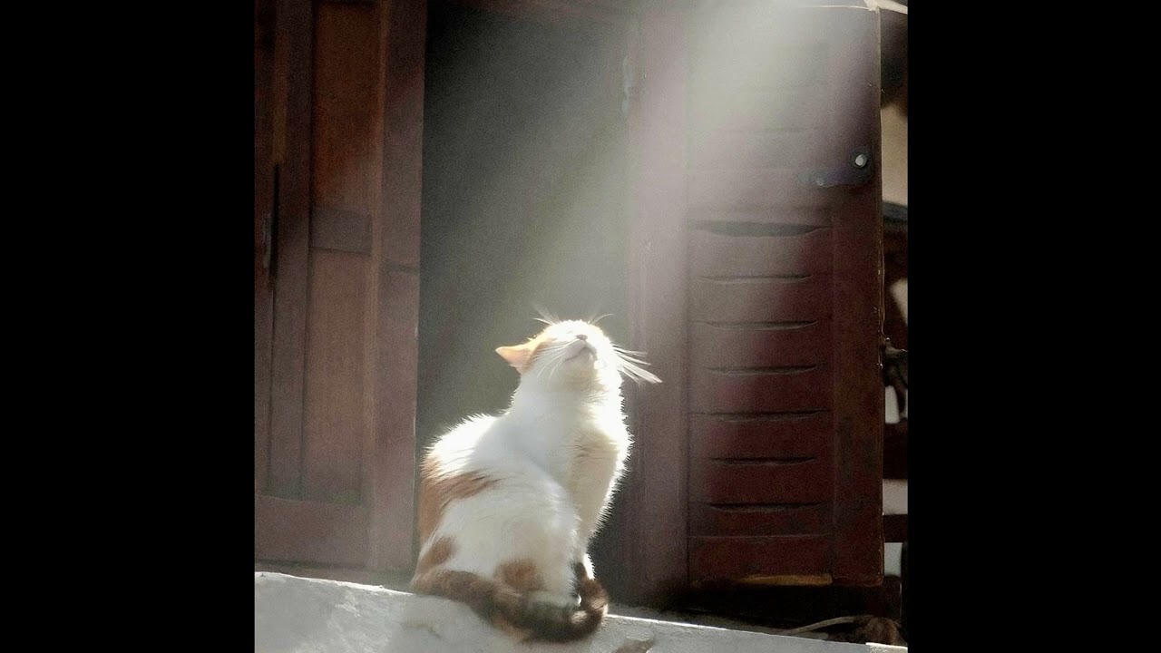 [FREE] MIKE X EARL SWEATSHIRT TYPE BEAT "SUNSHINEEE!"