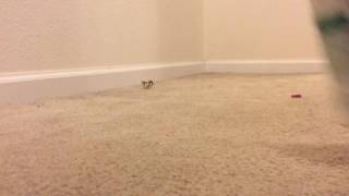 Epic Bla Bla Flip Challenge