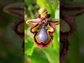 Ophrys Speculum. #orquídeasterrestres