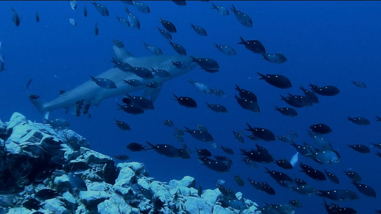 Volkner Rocks Dive trip to Whakaari - Diadema Pinnacle, Volkner Rocks - YouTube