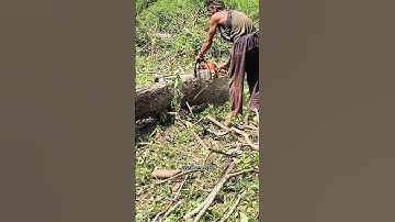 cutting down a teak tree with a Stihl MS 250 chainsaw part 10 #woodworking #feedshorts