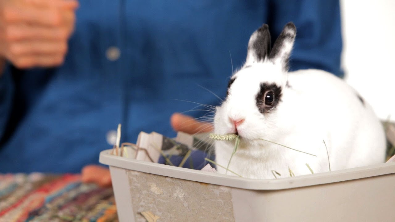 How To Determine A Rabbit'S Age | Pet Rabbits