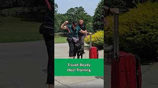 Cane Corso Learns Travel-Ready Heel Around Rolling Luggage