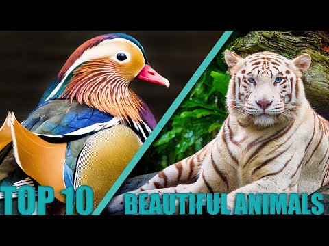Βίντεο: Πεταλούδα Peacock eye - κυματίζει ομορφιά