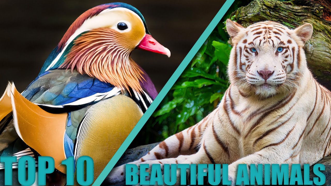 TOP 10 Most BEAUTIFUL Animals On Our PLANET - YouTube