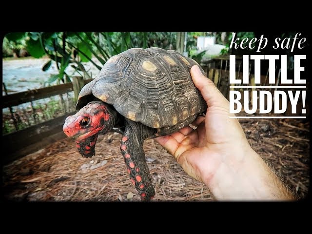 What is a SAFE Tort Size vs PREDATORS? - YouTube