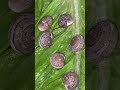 حلزونات الحديقه الصغيره #snail #حلزون #اوعي_السريع #حلزونات #pet_snail