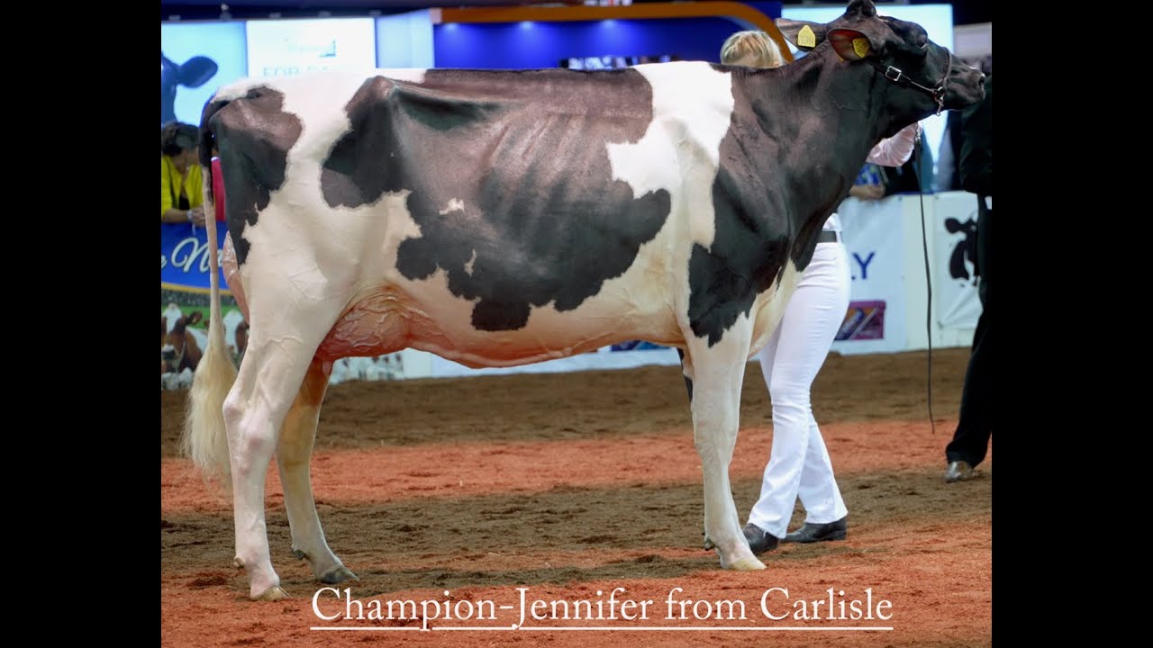 UK Dairy Day 2021.Holstein Heifer Championship. Evening Sidekick