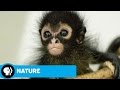 Animal Rehabilitation and Release Practices