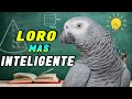 El LORO más INTELIGENTE del Mundo 🦜🧠: ¡Emocionante Descubrimiento! 😱