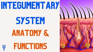 INTEGUMENTARY SYSTEM ANATOMY AND FUNCTION