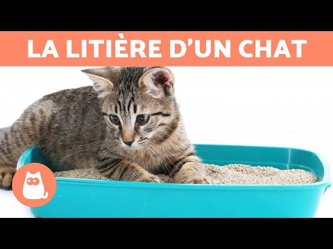 Vidéo: Comment faire un caca de chaton : 9 étapes