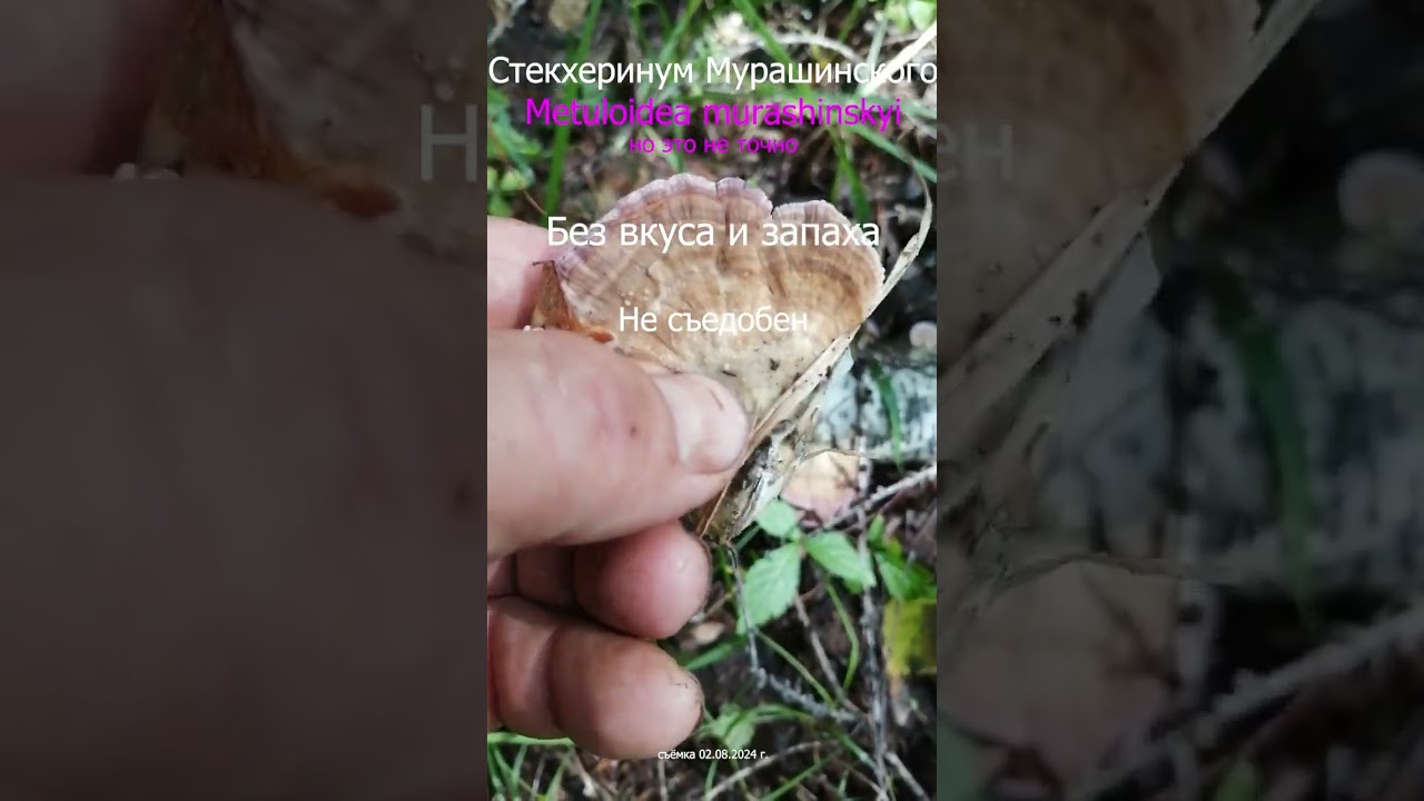 Стекхеринум Мурашинского. 