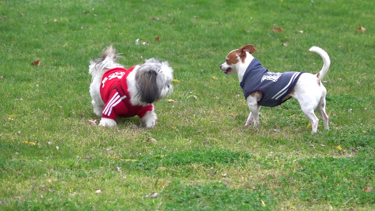 Playful Memories Wasabi dog YouTube