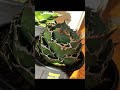 アガベ