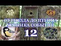 От гнезда до птенца. Хроника событий. Большая синица ( Parus major ). 12 часть