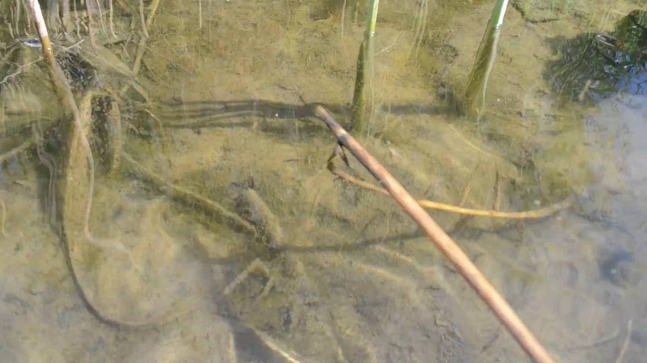 Маленькие рыбки плавают в озере - YouTube