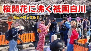 327金桜開花進むあまりの美しさに外国人観光客で沸き立つ祇園白川
