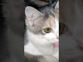 Sweety, Acil, Ocil, Ucil #cat #catlover #catlovers #flatnose #youtubeshorts