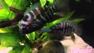 Download Lagu Krobia xinguensis spawned Download Lagu Krobia xinguensis spawned