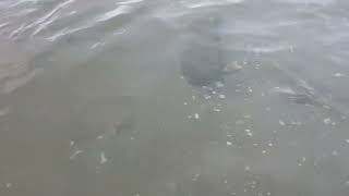 マリア ブルースコードC60のスイム動画:スモールフィッシング