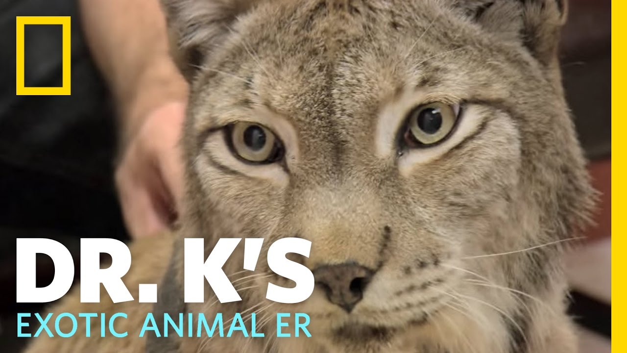 Dr. K's Exotic Animal ER Trailer Dr. K's Exotic Animal ER YouTube