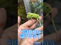 カメレオンの赤ちゃん、ついに卒業⁉︎ #爬虫類 #reptiles #shorts #chameleon #カメレオン #ふじぴこ