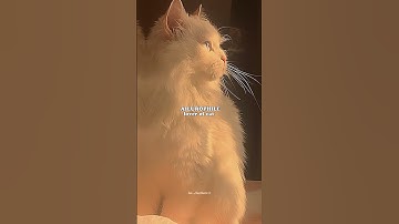 Which type of phile do you have 🌷💫💗 #phile #aesthetic #fyp #im_aesthetic #shorts