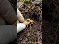 Inside a  predatory Ground Beetle’s Hidden World: Micro-Camera POV Adventure 🪲 2K #pov  #animals