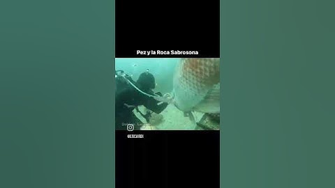 el pez y la roca sabrosona