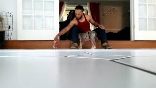 Blue Pitbulls Tri Merle Coco 4 Mouth Puppy