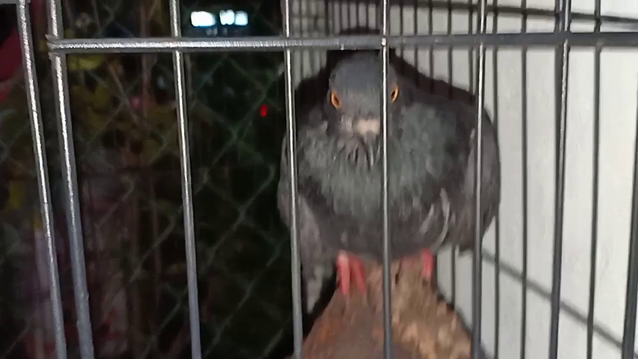 Rescue Black Doves YouTube