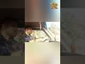 Sammy & Sheru on leave #grocery #reallifevlog #funnyvlog #familyvlog #shopping #villagelife #pets