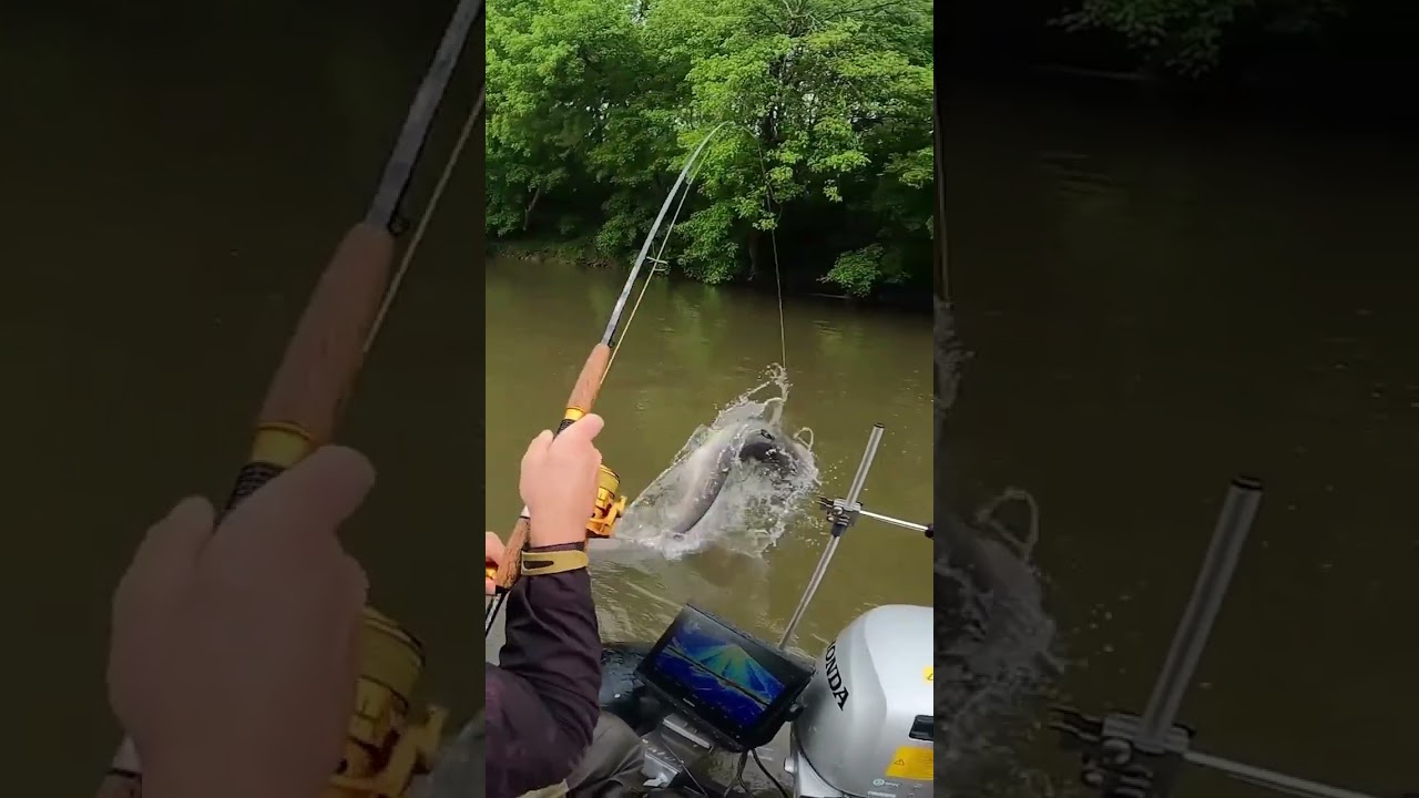 Už jste viděli létajícího sumce? Tady je :-D 