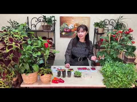 ТОЛЬКО ТАК СЕЮ ПЕРЕЦ НА РАССАДУ! ТРИ ЛУЧШИХ СПОСОБА!