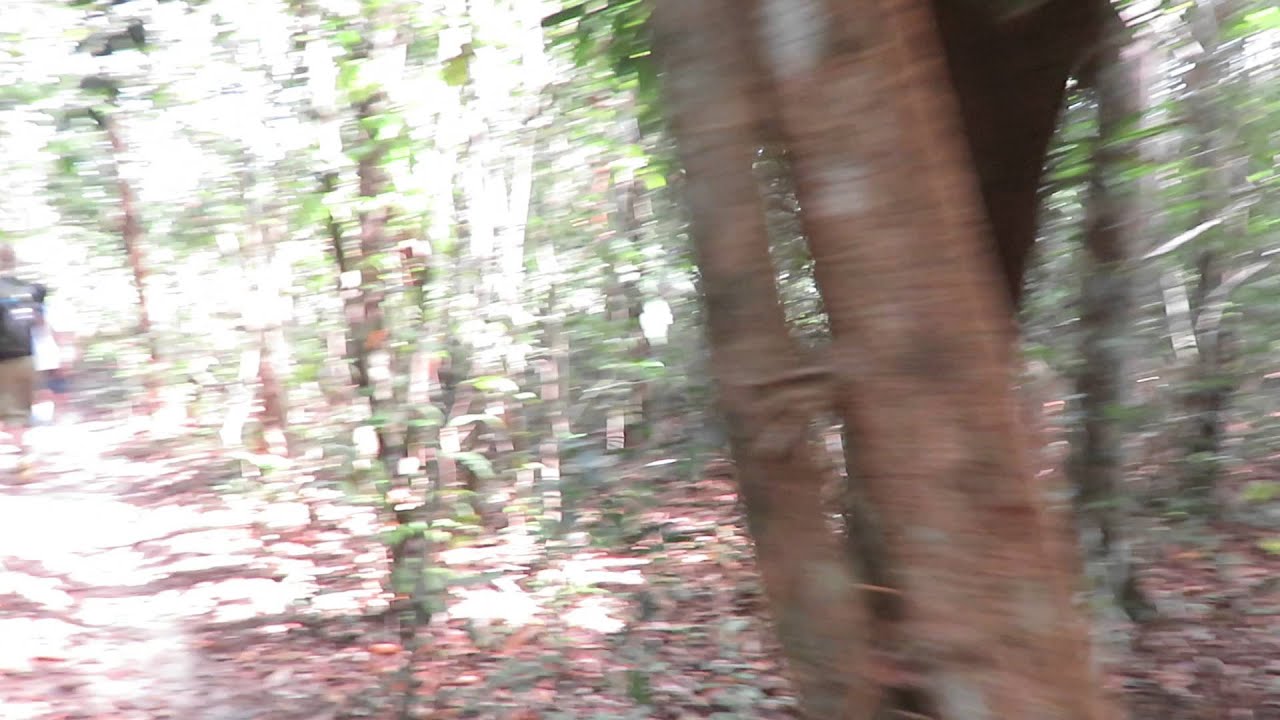 Jungletur - Phu Quoc - Vietnam - Backpackerlivet.dk